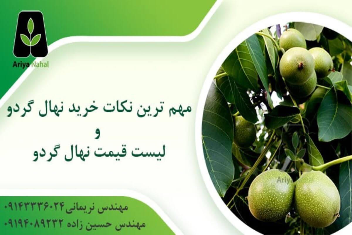نکات خرید نهال گردو